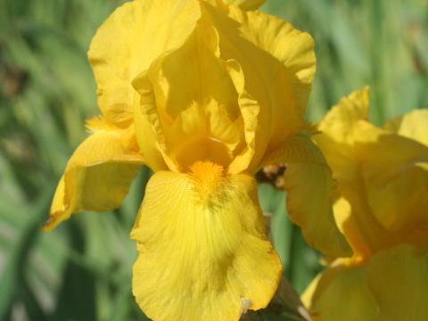 Iris germanica 'Ola Kala'