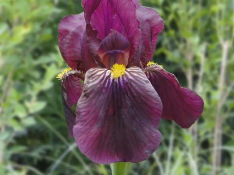 Iris germanica 'Red Orchid' Iris germanica 'Red Orchid'
