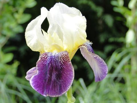 Iris germanica 'Salonique'