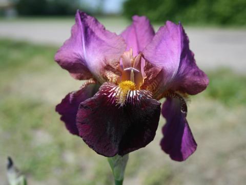 Iris germanica 'Senlac'