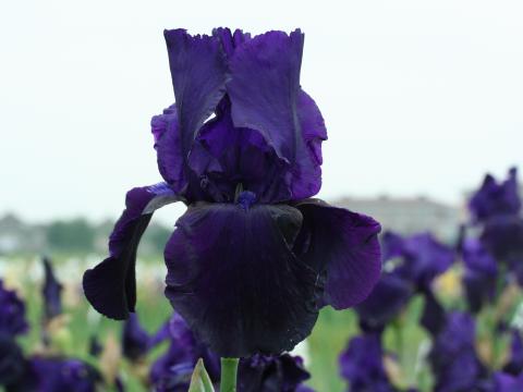 Iris germanica 'Tuxedo'