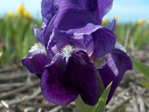 Iris pumila 'Azurea'