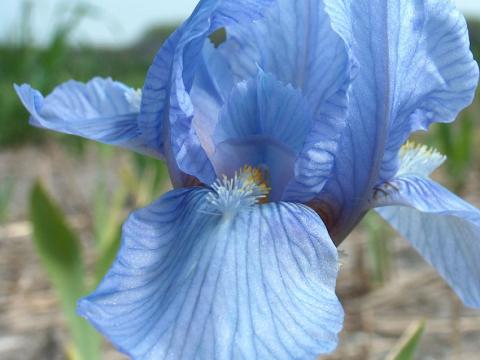 Iris pumila 'Blue Demin'
