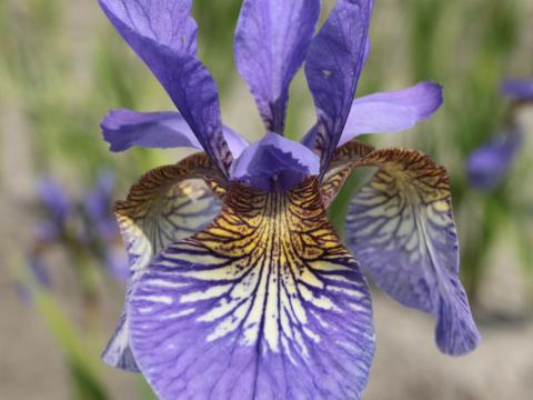 Iris sibirica 'Persimmon'