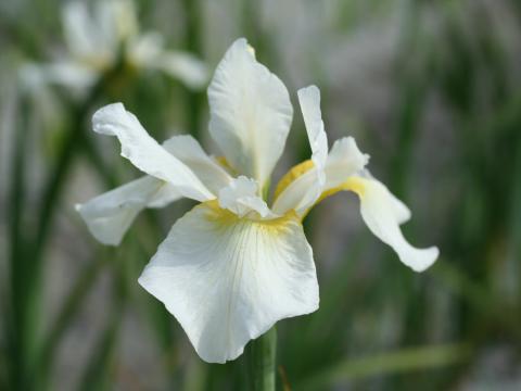 Iris sibirica 'White Swirl'