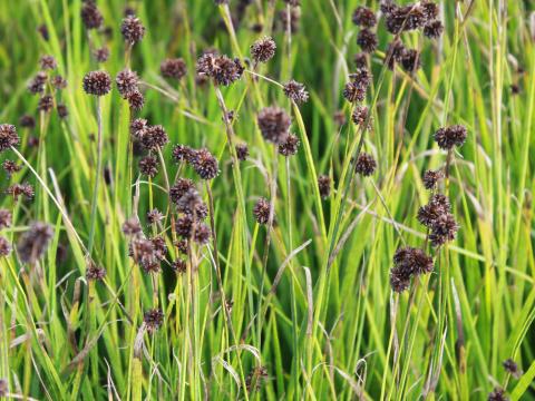 Juncus effusus