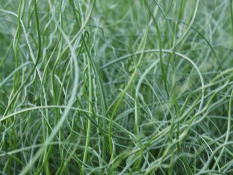 Juncus effusus 'Spiralis'