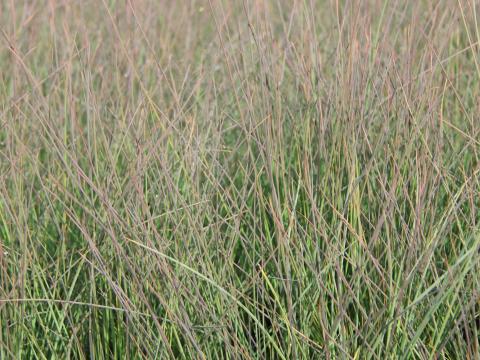 Juncus inflexus (glaucus)