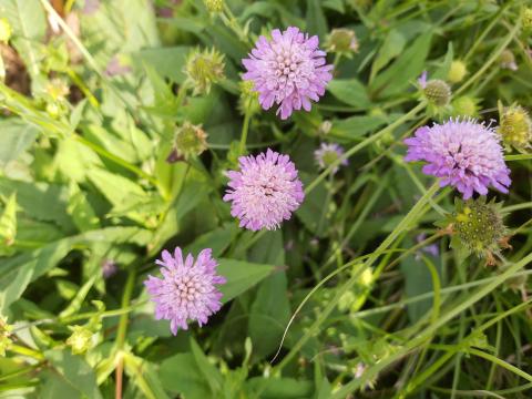 Knautia godetii Knautia godetii