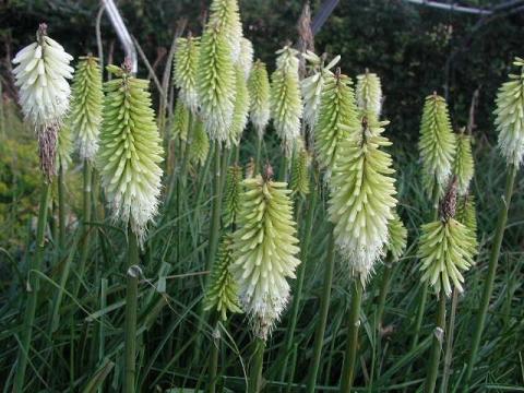 Kniphofia  'Ice Queen'