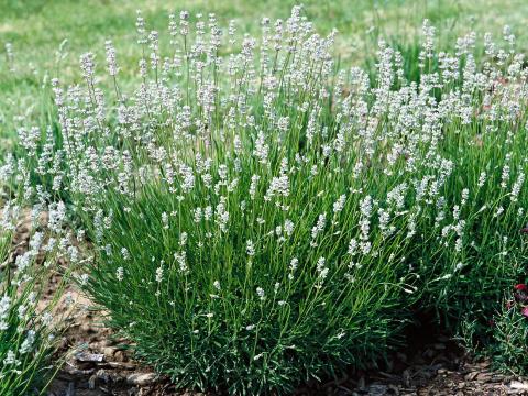 Lavandula angustifolia 'Edelweiss'
