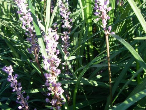 Liriope muscari 'Big Blue' Liriope muscari 'Big Blue'