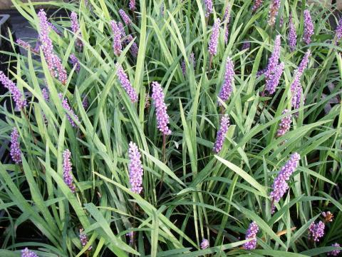 Liriope muscari 'Ingwersen' Liriope muscari 'Ingwersen'