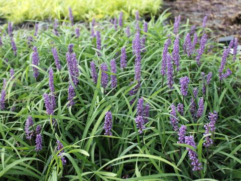 Liriope muscari 'Moneymaker' Liriope muscari 'Moneymaker'