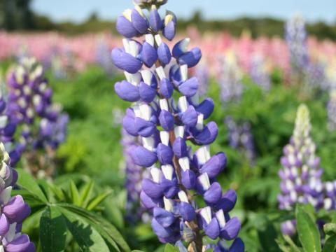 Lupinus  'The Governor'