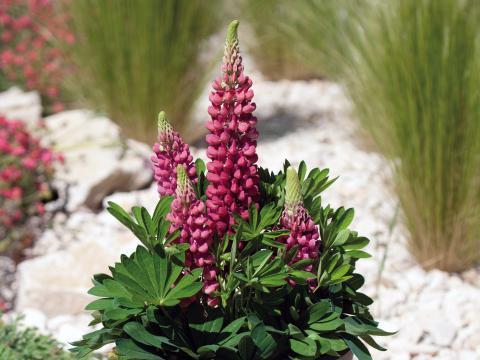 Lupinus  'Gallery Red'