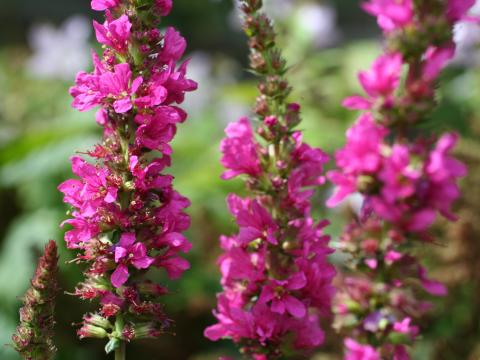 Lythrum salicaria 'Robert' Lythrum salicaria 'Robert'