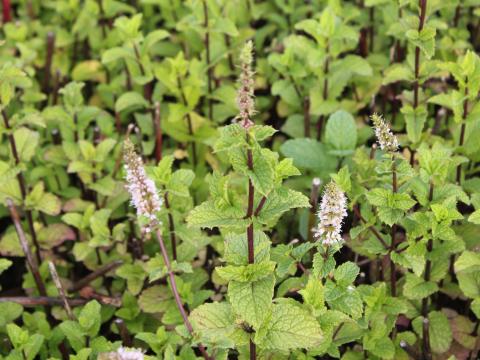 Mentha aquatica