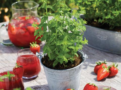 Mentha piperita (x) 'Strawberry'