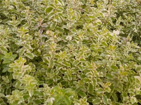 Mentha rotundifolia 'Variegata'