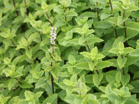 Mentha spicata 'Moroccan' Mentha spicata 'Moroccan'