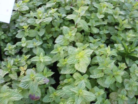 Mentha spicata