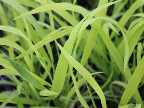 Millium effusum 'Aureum' Millium effusum 'Aureum'