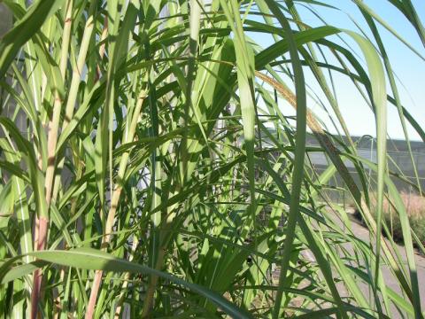 Miscanthus floridulus (x)