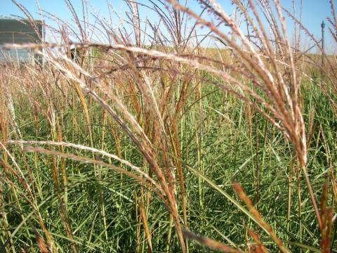 Miscanthus sinensis 'Adagio' Miscanthus sinensis 'Adagio'