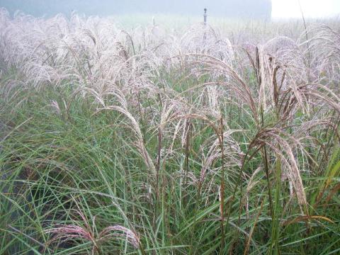 Miscanthus sinensis 'Augustfeder'