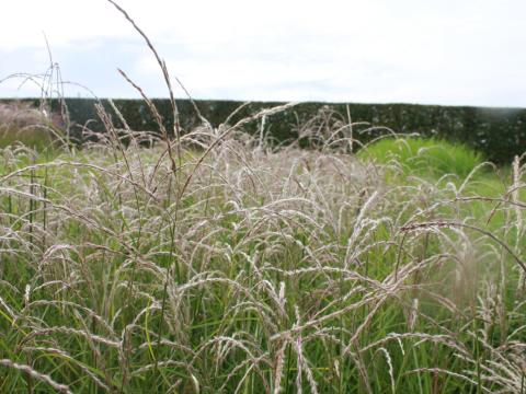 Miscanthus sinensis 'Flamingo'