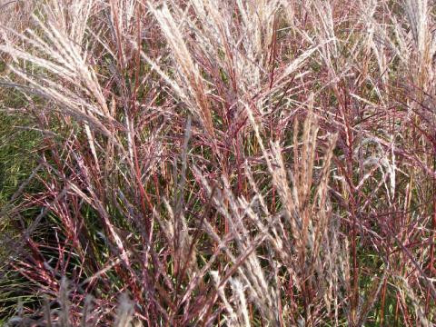 Miscanthus sinensis 'Ferner Osten'