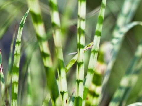 Miscanthus sinensis 'Gold Bar' ®