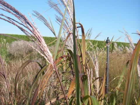 Miscanthus sinensis 'Gröse Fontäne'