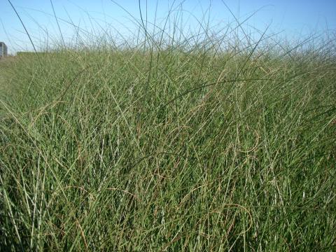 Miscanthus sinensis 'Gracillimus' 3l.