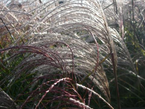 Miscanthus sinensis 'Graziella'