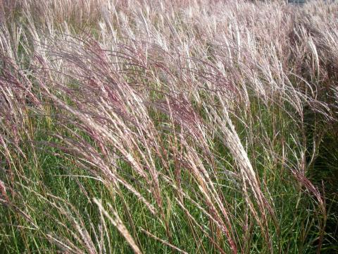 Miscanthus sinensis 'Herman Müssel'