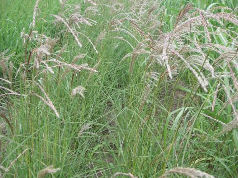 Miscanthus sinensis 'Kleine Fontäne'