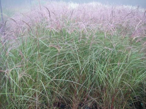 Miscanthus sinensis 'Kleine Silberspinne'