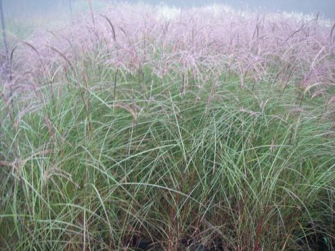 Miscanthus sinensis 'Kleine Silberspinne'