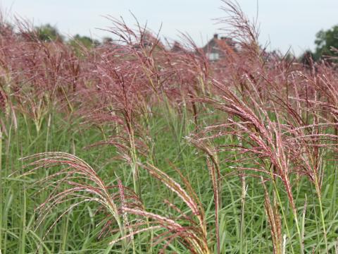 Miscanthus sinensis 'Malepartus' Miscanthus sinensis 'Malepartus'