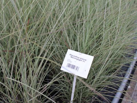 Miscanthus sinensis 'Morning Light' 3l.