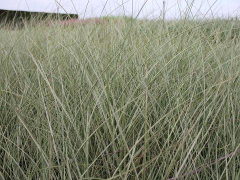 Miscanthus sinensis 'Morning Light'