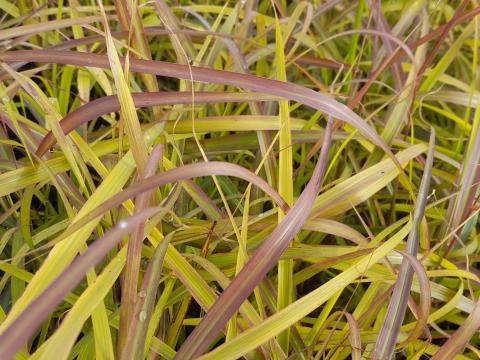 Miscanthus sinensis 'Navajo' ®