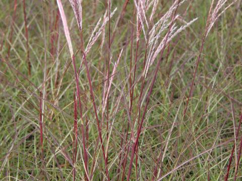 Miscanthus sinensis 'Red Chief'