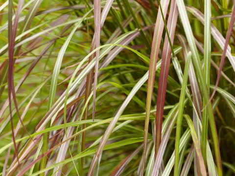 Miscanthus sinensis 'Ruby Cute' ®