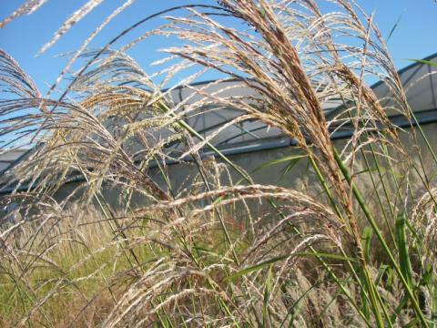 Miscanthus sinensis 'Silberfeder'