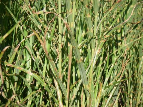 Miscanthus sinensis 'Strictus' 3l.