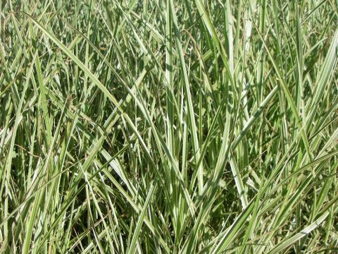 Miscanthus sinensis 'Variegatus'