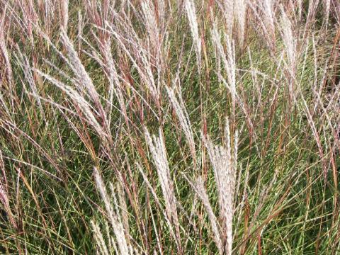 Miscanthus sinensis 'Yakushima Dwarf'